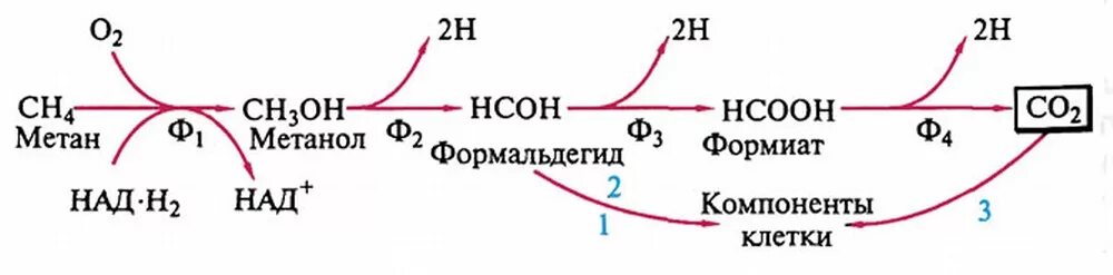 Микроорганизмы живущие в кислотной среде. Метанообразующие бактерии. Метана бактерии. Какие микроорганизмы переносят кислую среду. Археи метаногены.