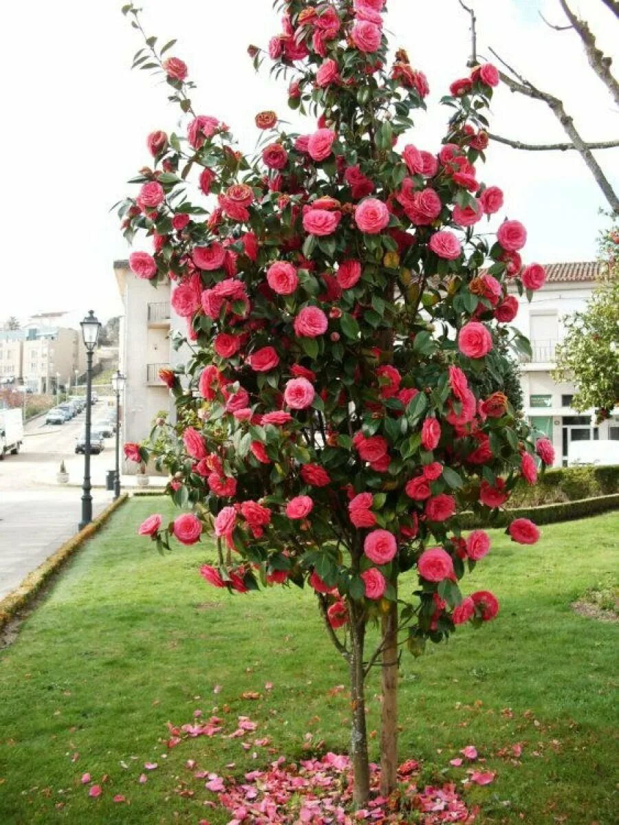Роза штамбовая абрахам дерби. Камелия древовидная садовая. Азалия рододендрон дерево. Азалия рододендрон. Роза штамбовая прайд.