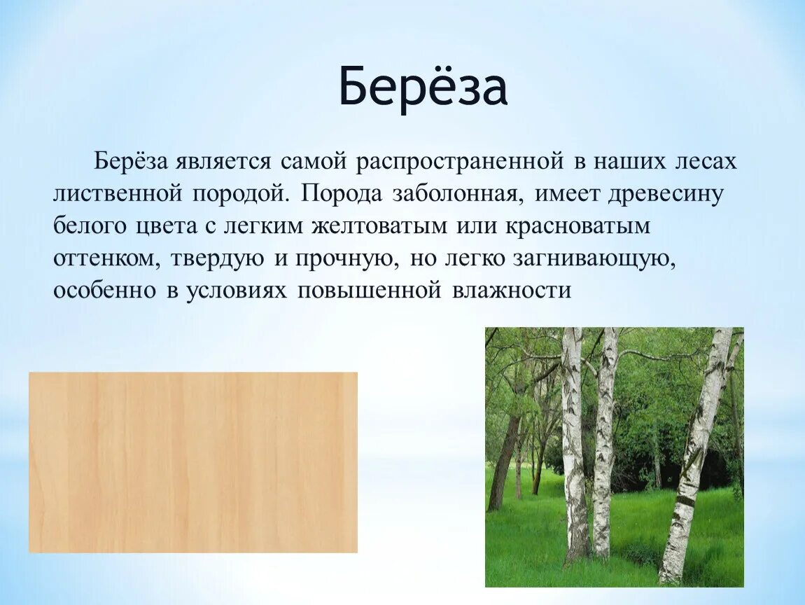 Береза какое вещество. Свойства древесины березы. Характеристика древесины березы. Береза порода дерева. Береза особенности дерева.