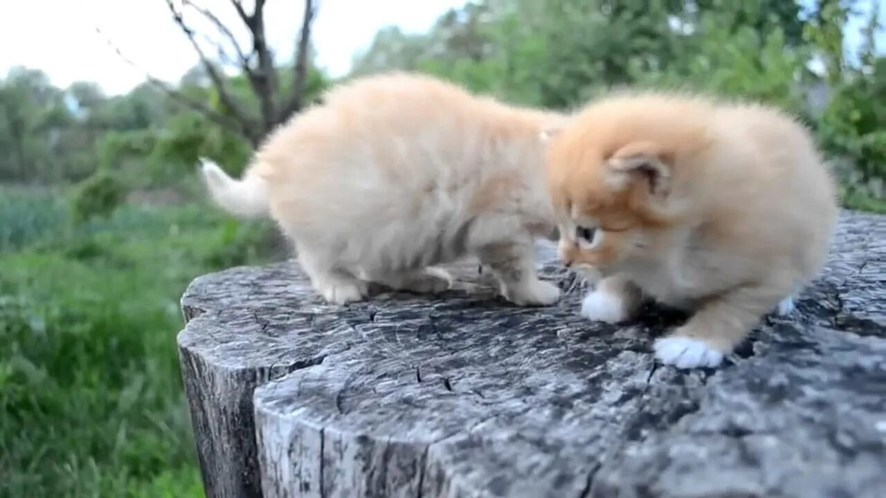 Популярные коты видео. Видео про кошек 2. Видео про кошек 2. Видео про кошек 2. Видео про кошек 2.