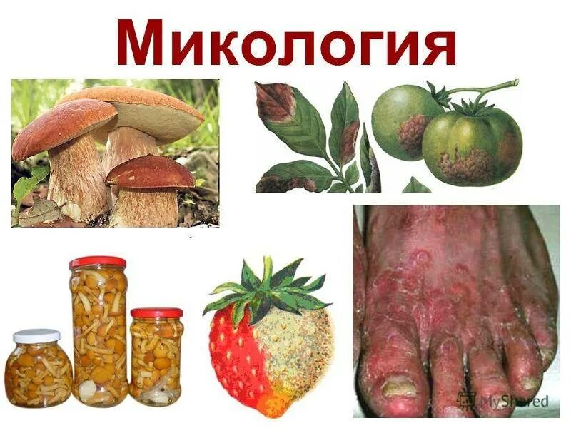 Микология. Микология наука о грибах. Что изучает микология. Микология презентация. Микология грибы.