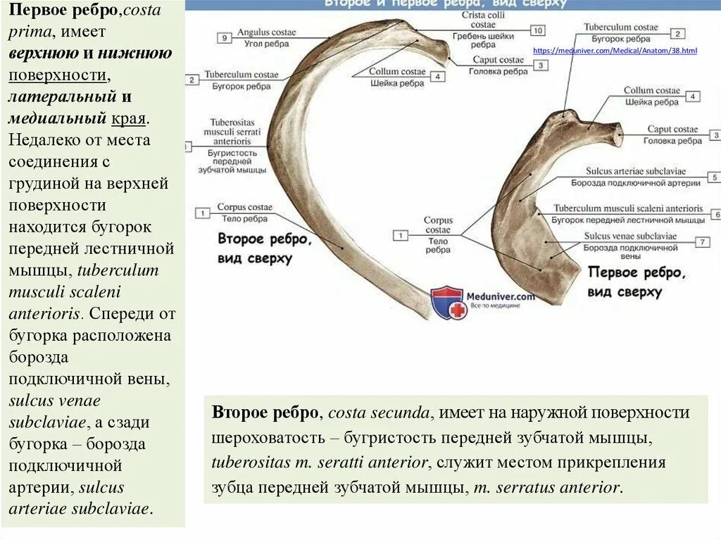 Ребро на котором располагается бугристость передней зубчатой мышцы. Ребра анатомия латынь. Строение ребра на латыни и на русском. Строение ребра на латыни. Полная гребня