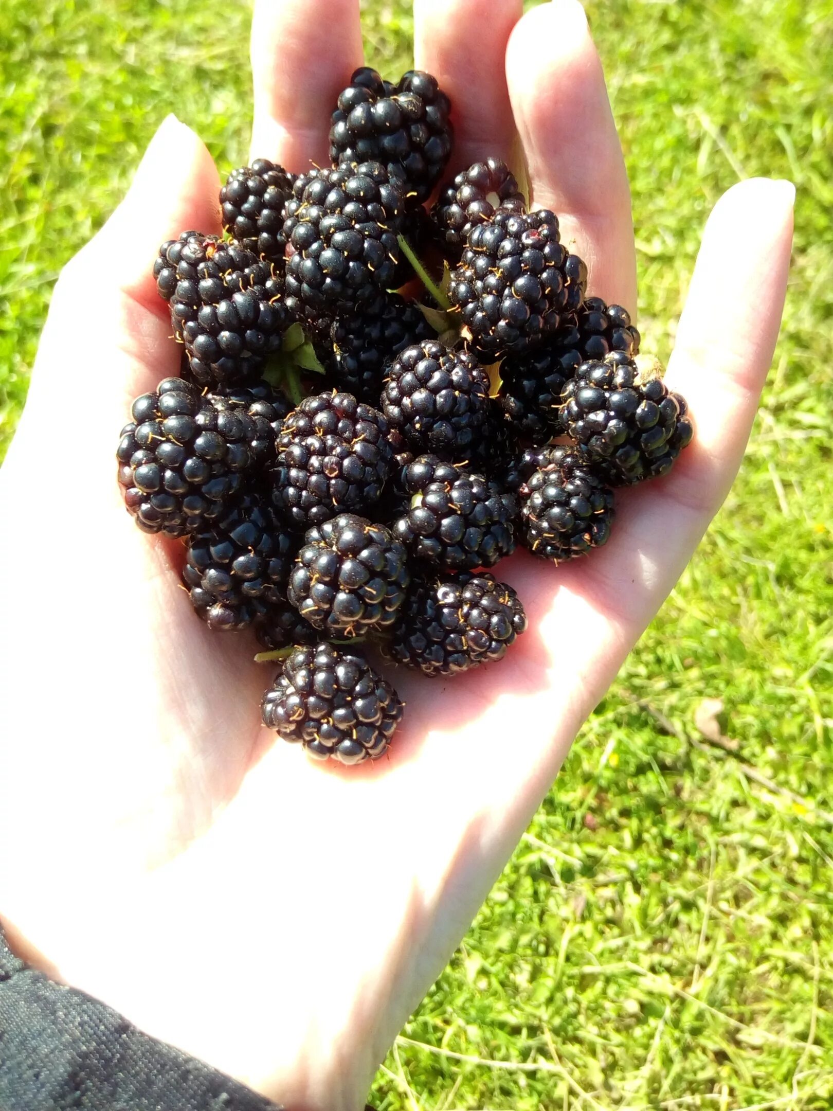 Какая ягода черного цвета. Черные ягоды Буш.