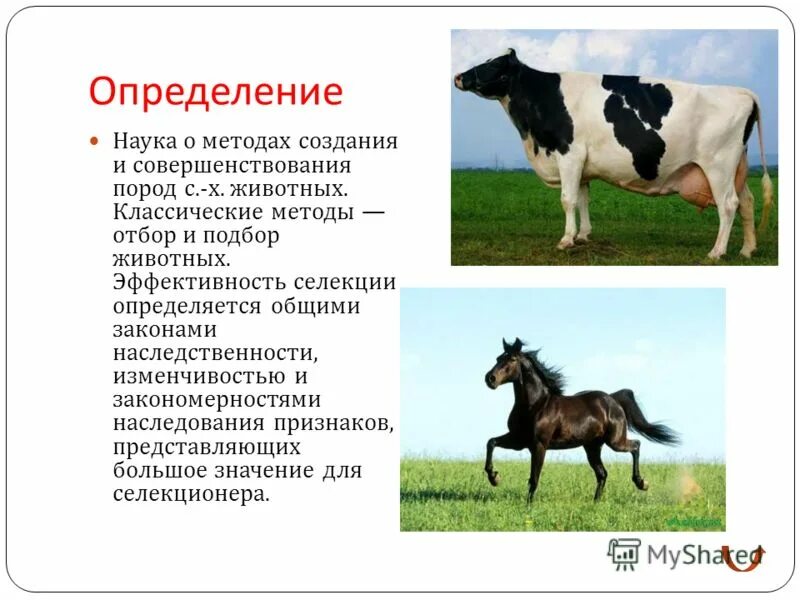 Селекция животных определение. Полиэмбриония метод селекции животных. селекция животных примеры. индивидуальный отбор в селекции животных. методы селекции одомашнивание.