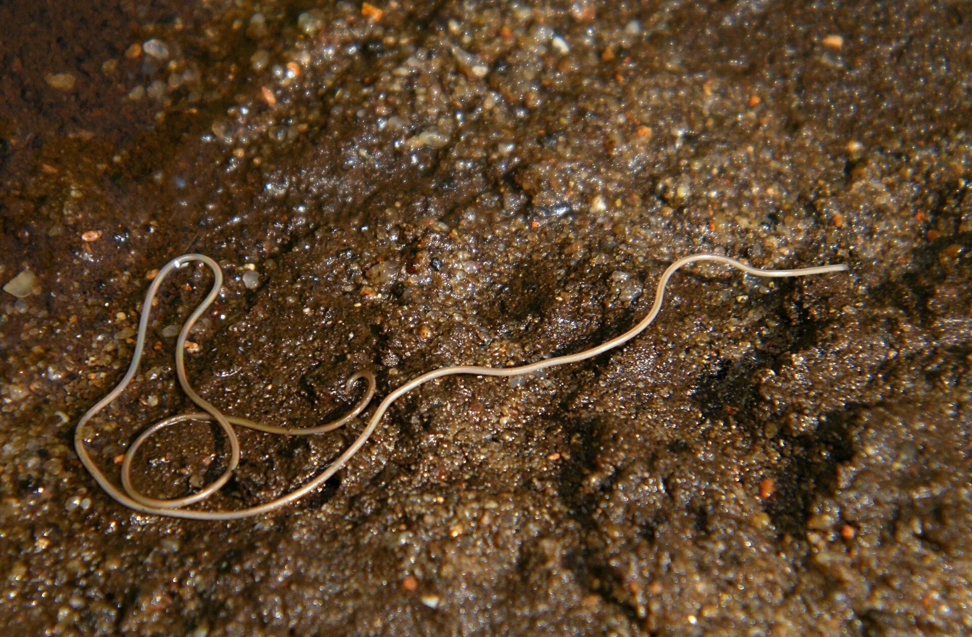 Новые черви. Волосатики черви паразиты. Нематоморфа (волосатики).