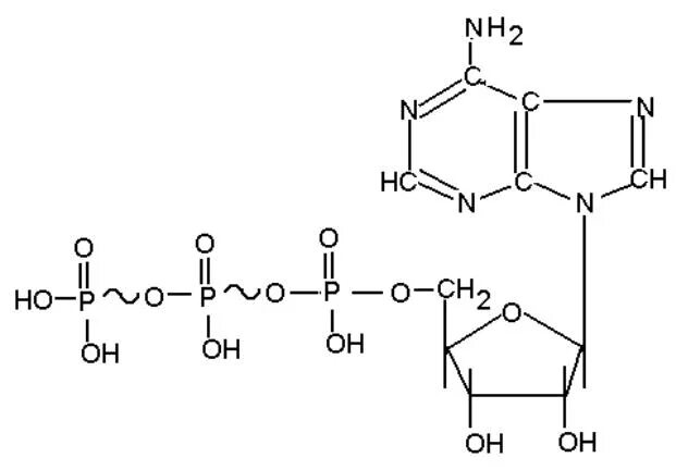 Рисунок молекулы атф. АТФ кислота формула. АТФ формула структурная. Молекула АТФ формула. АТФ формула биохимия.