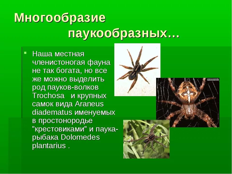 Перечисли паукообразных. Многообразие паукообразных. Пауки представители класса. Представители класса паукообразные. Класс паукообразные многообразие.