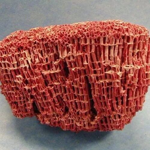 Тубипора коралл. Organ Pipe Coral. Коралл органчик.