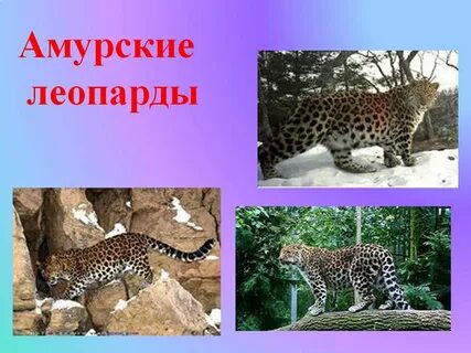 Амурская красная книга