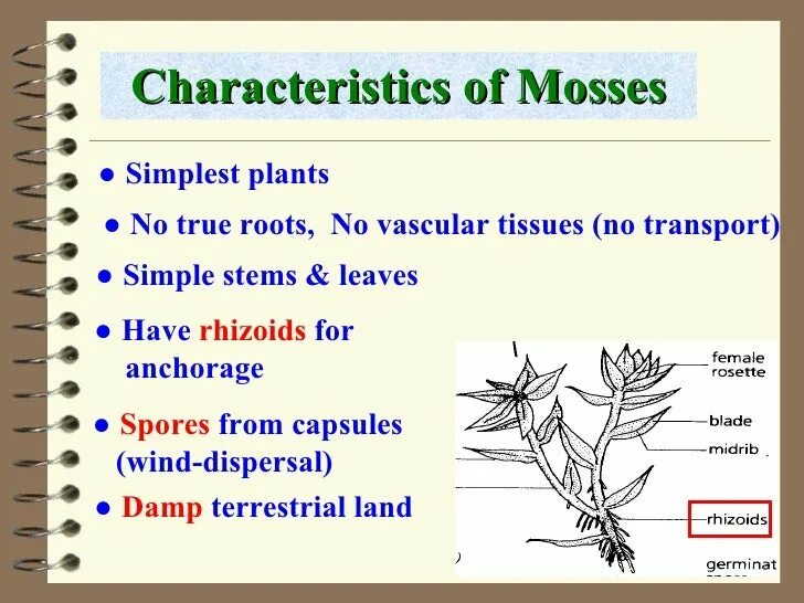 True roots. Classification of Plants. Плант simple. Растения Симпл. Classification of Lichens.