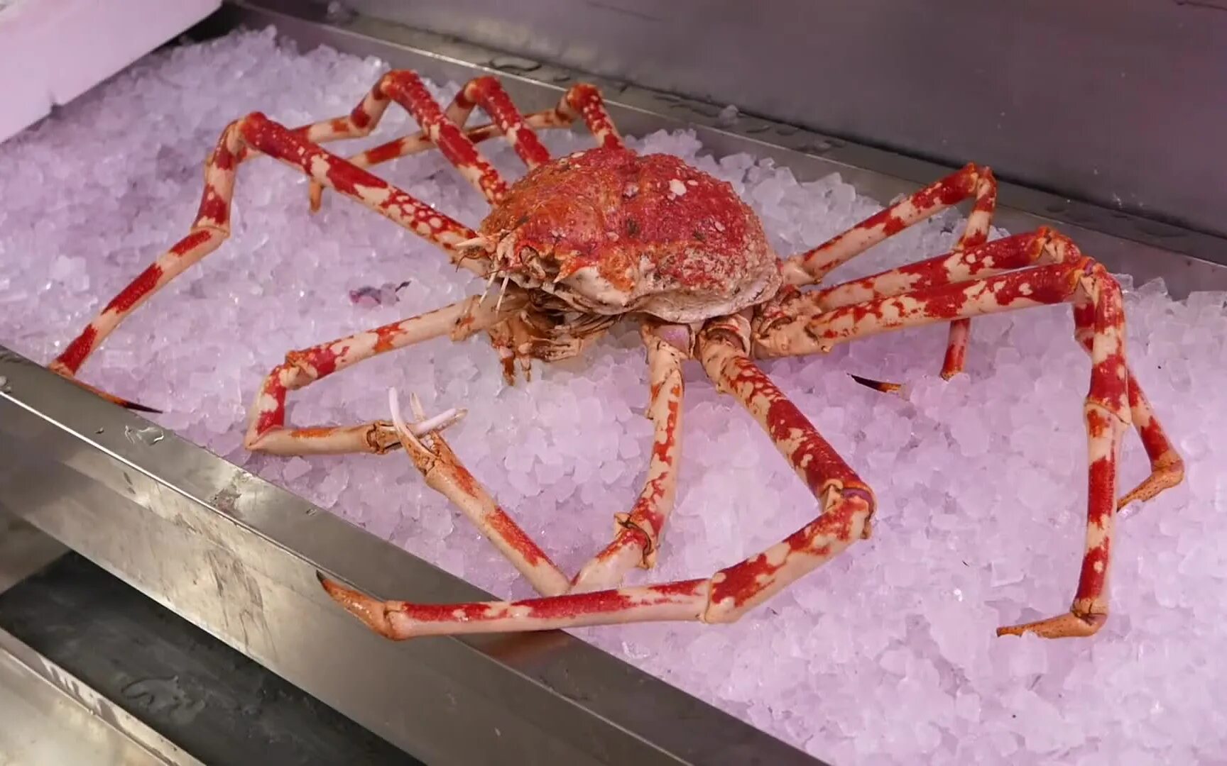 Японский глубоководный краб паук. Японский паук-краб гигантский краб. Japanese Spider Crab японский краб-паук. Японский Королевский краб. Краб пол