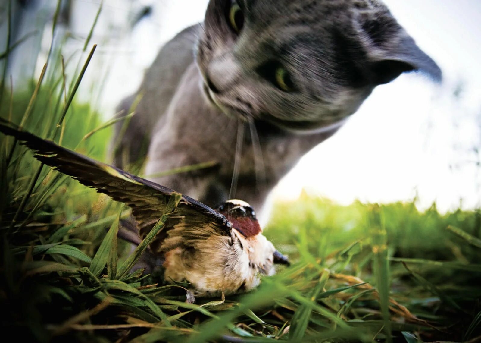 Кошка охотится на птиц. Кот охотится за птичкой. Кот наблюдает за птицами. Котик на охоте.