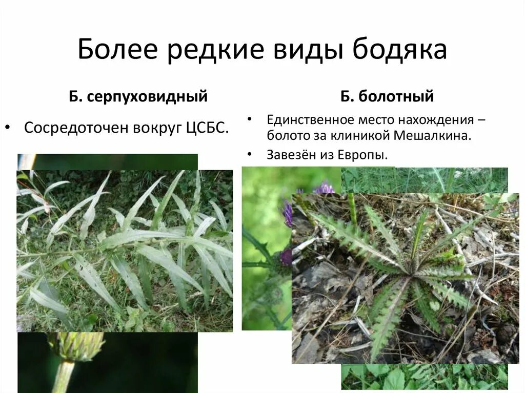 Бодяк полевой покрытосеменные. Бодяк серпуховидный. Бодяк болотный. Бодяк разновидности. Разновидности растения Бодяк.