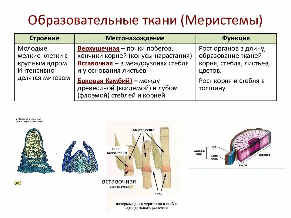 Меристема рост в длину. Верхушечная меристема функции. Образовательная меристема строение и функции. Функции образовательной ткани растений. Ткани растений образовательная ткань камбий.