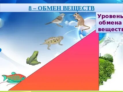 Обмен птиц