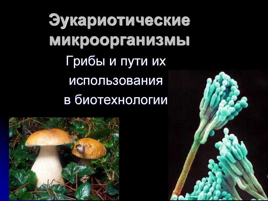 Грибы в биотехнологии. Роль грибов в биотехнологии. Объекты биотехнологии грибы. Использование грибов в биотехнологии.