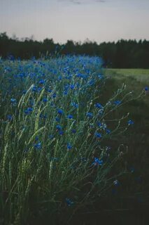Синь трава