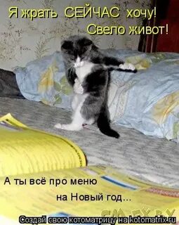 Кот пам пам