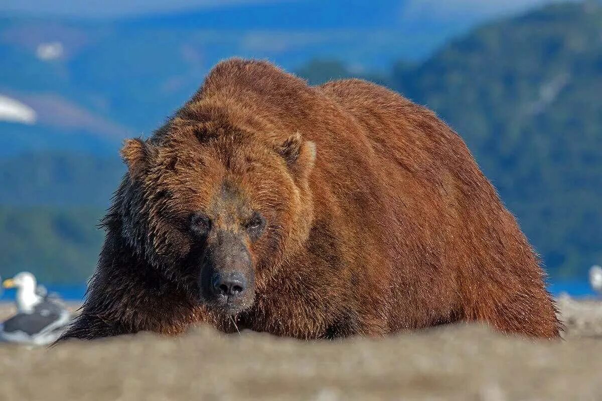 Гризли североамериканский бурый медведь. Сибирский бурый медведь Камчатский бурый медведь. Камчатка медведи горы. Медвежья гора Южно Камчатский заказник.