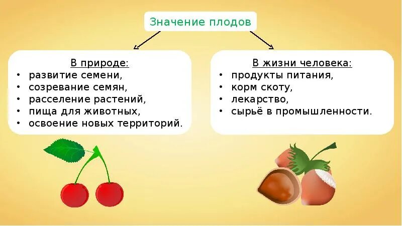 Каково значение процесса деления в жизни растения. Значение плодов в природе и в жизни человека таблица. Значение плодов в природе и в жизни человека. Роль плодов в жизни человека. Плоды и семена в жизни человека.