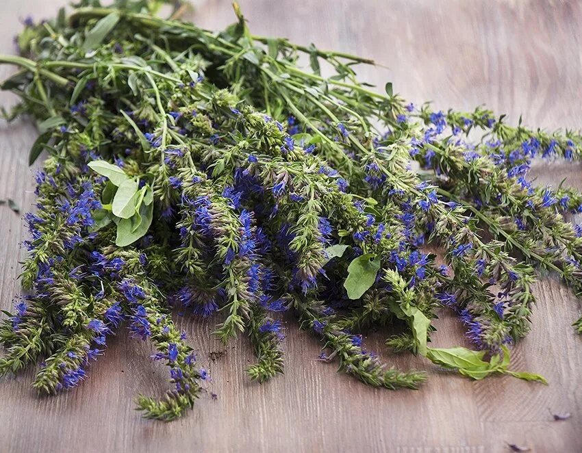 иссоп лекарственный хорст. иссоп. иссоп лекарственный лекарь описание. иссоп трава применение в лечебных целях. иссоп трава применение в лечебных целях.