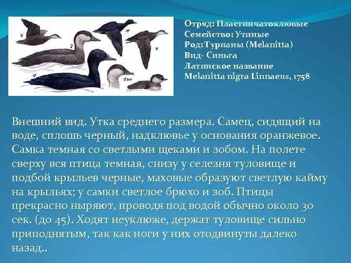 Гусеобразные значение в природе и жизни человека