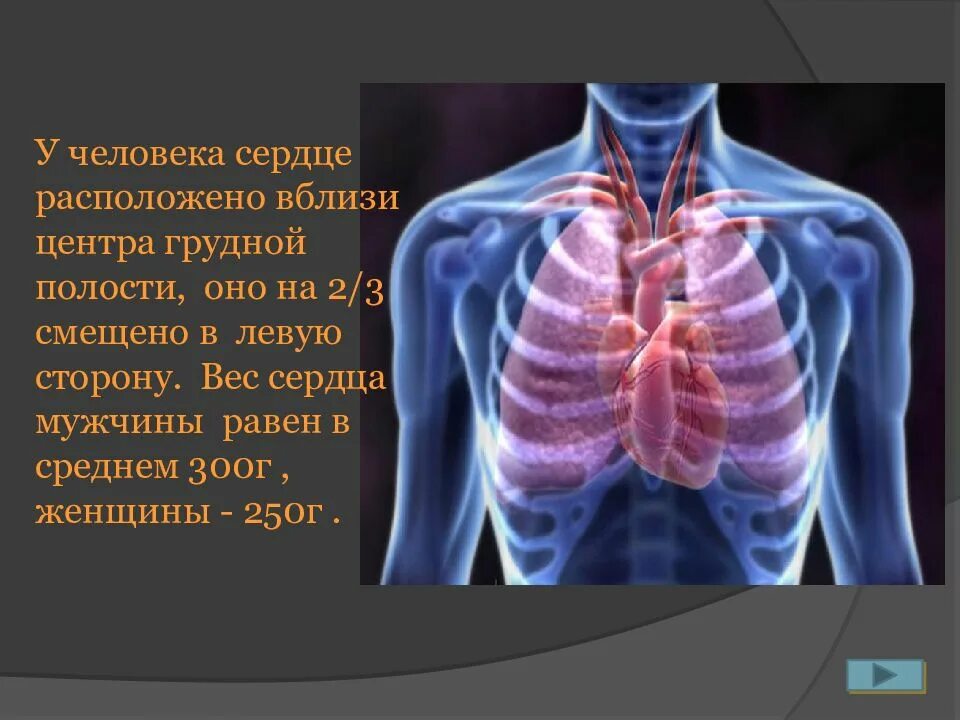 Сердце грудной полости. Где находится сердце у человека. расположение органов у человека сердце.