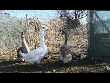 Холмогорские гуси воронежская область