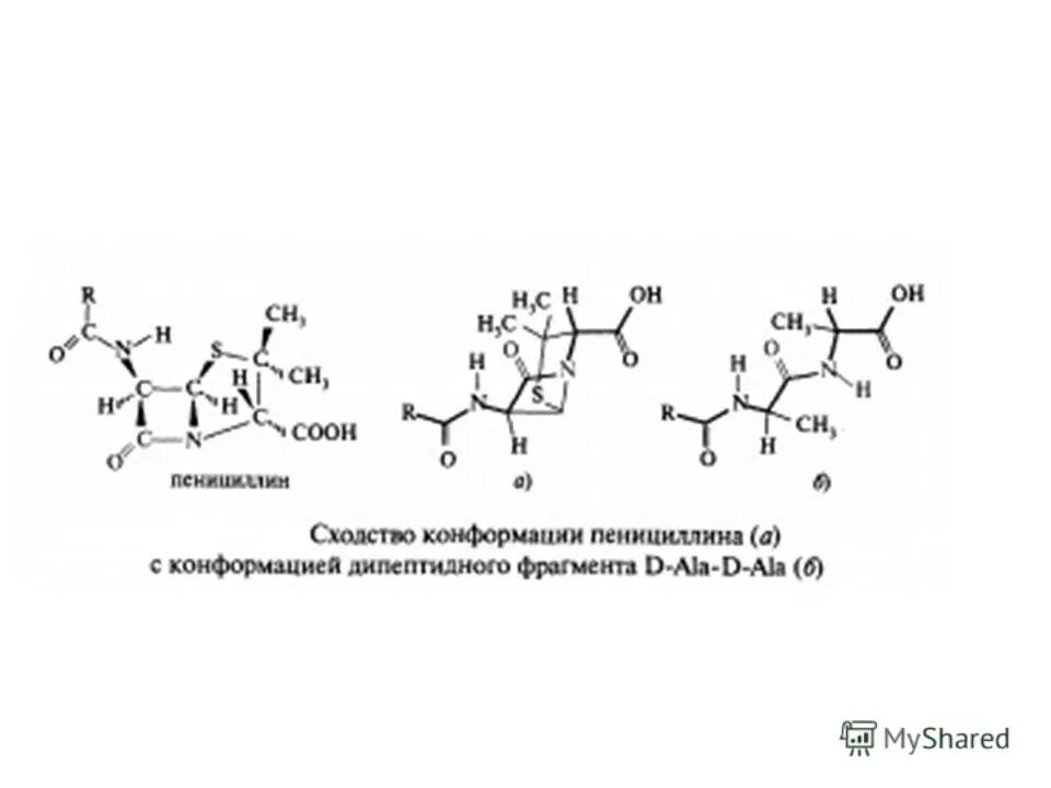 Механизм пенициллинов