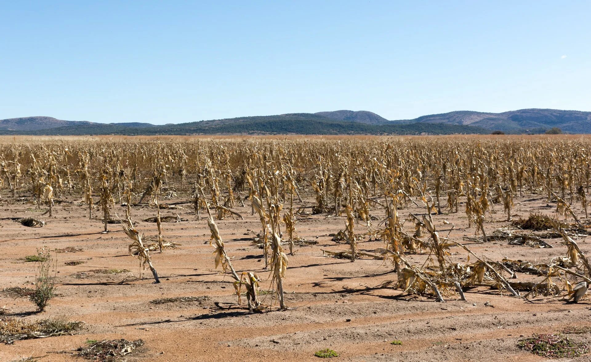 Почему урожай на полях защищенных лесополосами особенно. Засуха урожай. Засуха и сельское хозяйство в Испании. Засуха в Северной Америке.