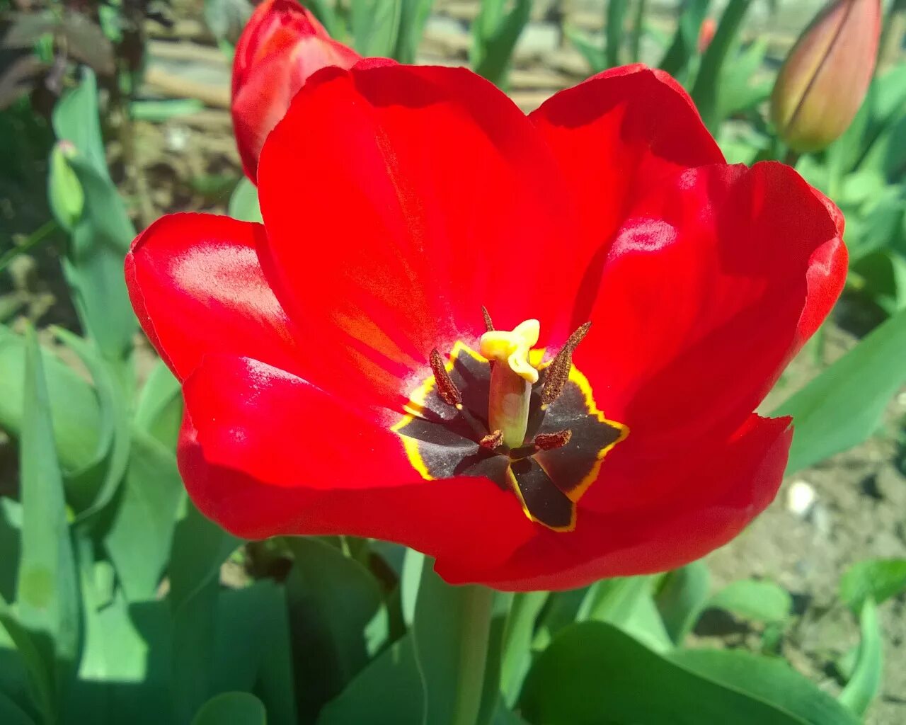 Тюльпан эксклюзив лас пальмас. Тюльпан пинк. Тюльпан madhu. Тюльпан кассия. Тюльпан фирстар.