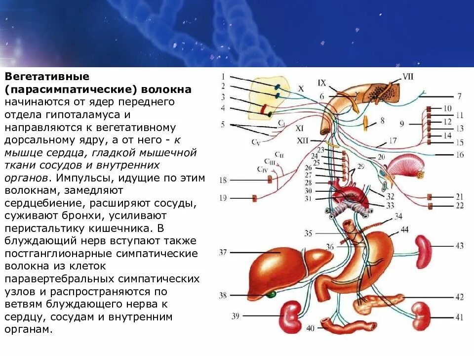 Черепные нервы с парасимпатическими волокнами. Вегетативные ядра ЧМН. Вегетативные (парасимпатические) волокна ЧМН. Вегетативные парасимпатические волокна это.