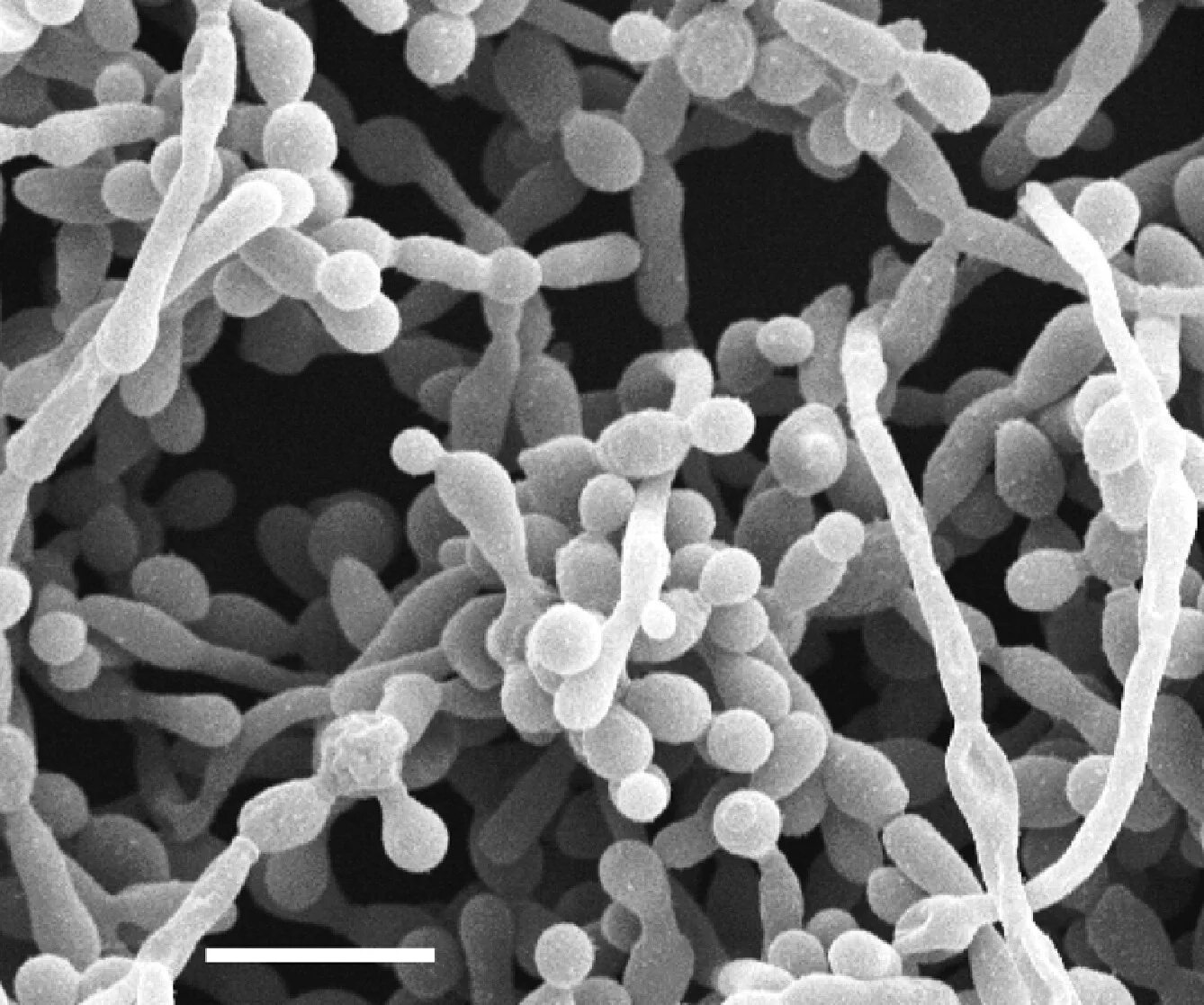 Грибы candida albicans. Дрожжеподобный гриб Candida albicans. Кандида альбиканс микроскопия. Биопленка Candida albicans.