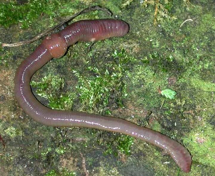 Малощетинковые дождевой червь. Дождевой червь выползок. Выползок малый – Lumbricus rubellus. Звук червяков