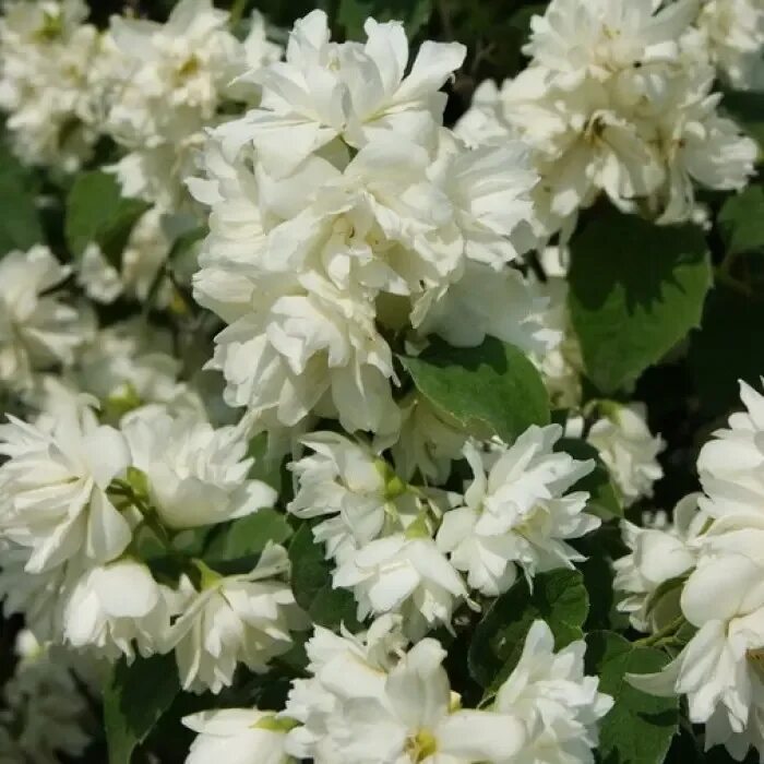 Чубушник венечный шнеештурм. Чубушник венечный шнеештурм. Чубушник венечный шнеештурм. Чубушник махровый с2 «шнеештурм». Чубушник венечный шнеештурм.