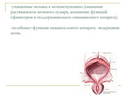 Сфинктеры мочеиспускательного