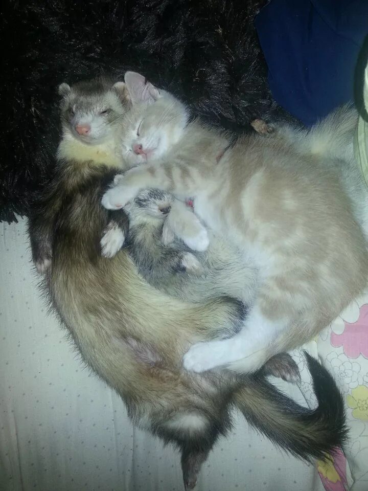 взрослые котята. сова и кот. коты и хорьки. подружатся ли котята. подружатся ли котята.