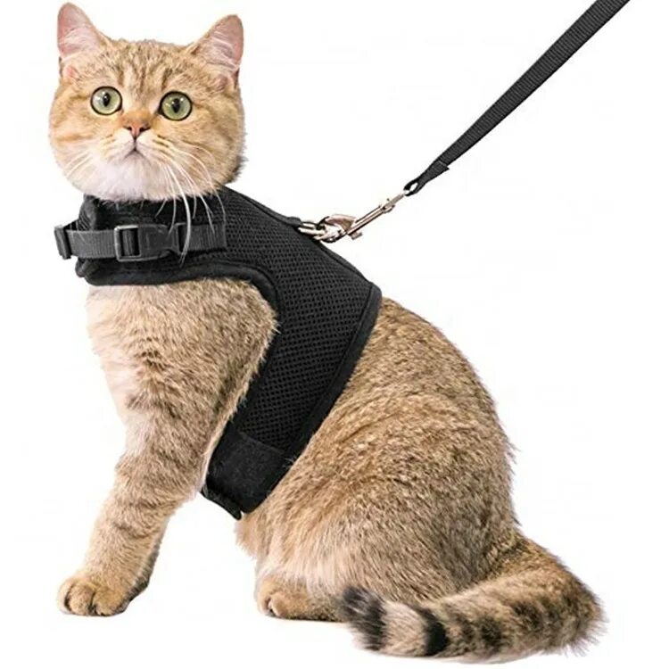 Papacat шлейка для кошек. UARONE Pet harness шлейки. Papacat шлейка поводок для кошек. Авард для кошек купить