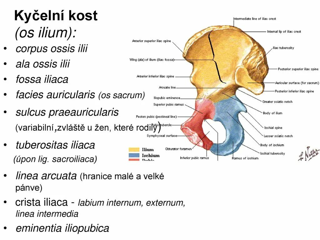 Eminentia iliopubica. Подвздошно-лобковое возвышение, Eminentia iliopubica,. Labium externum анатомия. Подвздошная кость латынь.