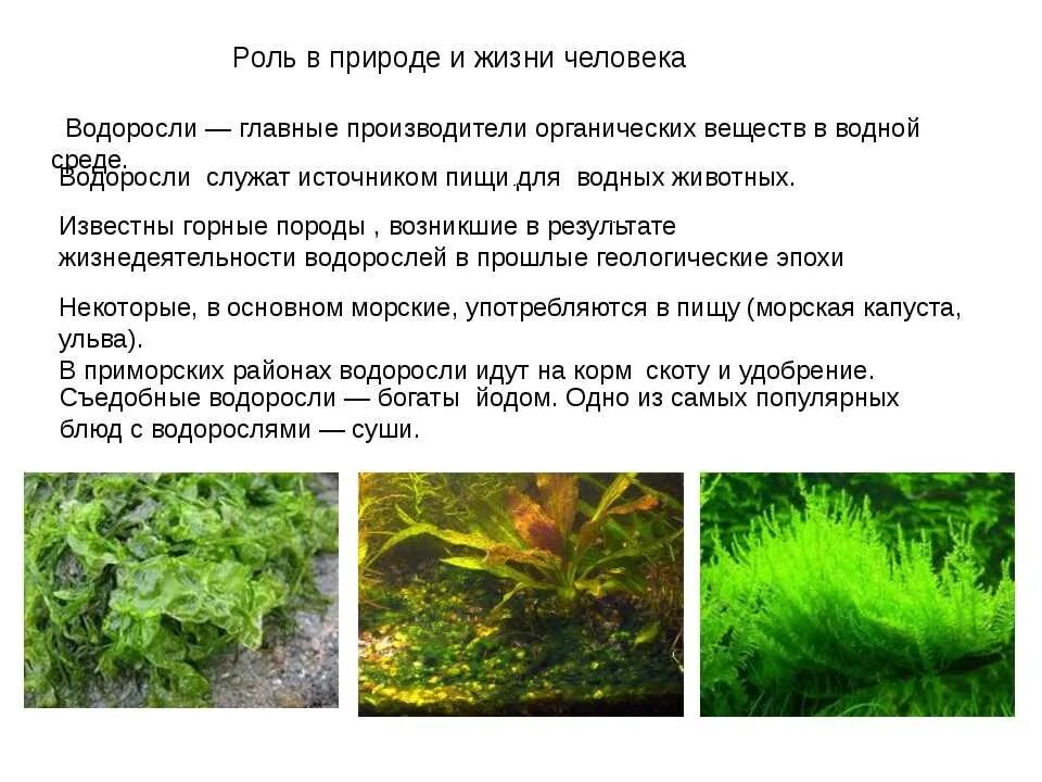 Значение растений водорослей
