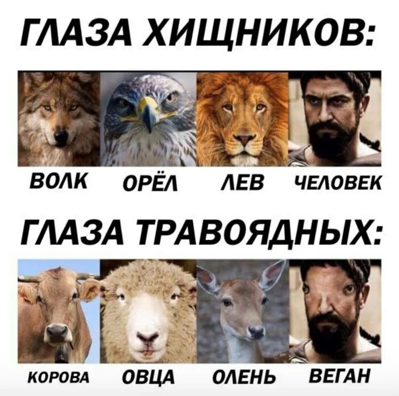 Строго травоядный человек. Расположение глаз у хищников и травоядных. глаза хищника и травоядного. человек хищник или травоядное.