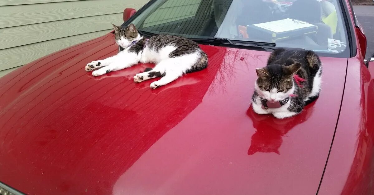 Кошка на капоте. Кот на капоте. Кошка в машине. Кошки на капоте автомобиля. Кот на красной машине.