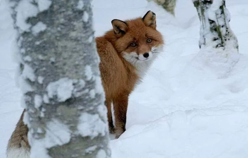 Порванная палатка red fox 2 -х местная. "лисовин". Куртка ветрозащитная wind fox детская. Лиса на болоте. Куртка redfox wind fox.