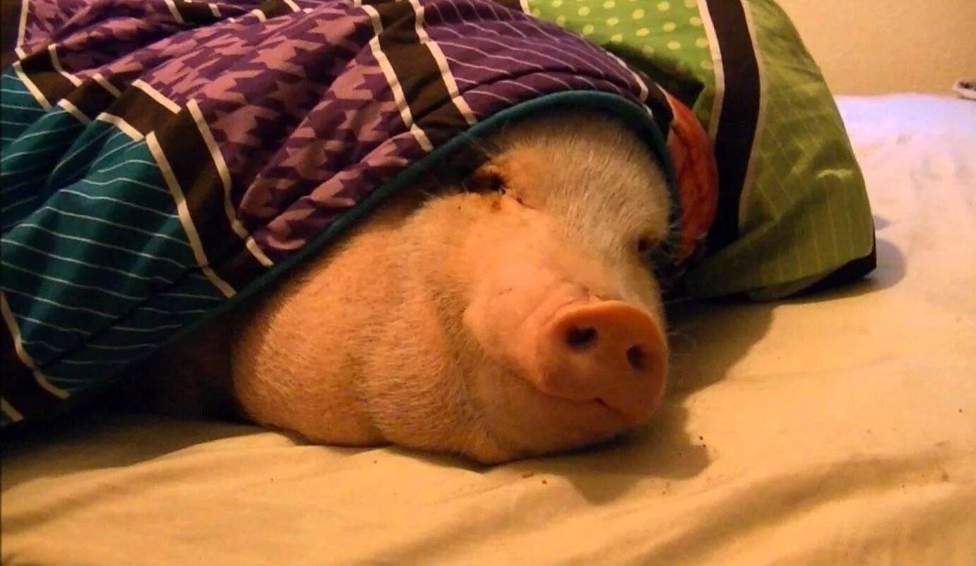 Очень смешная свинья. Спящие поросята. Свинка эстер. Поросенок в одеяле. Свинья варвара.