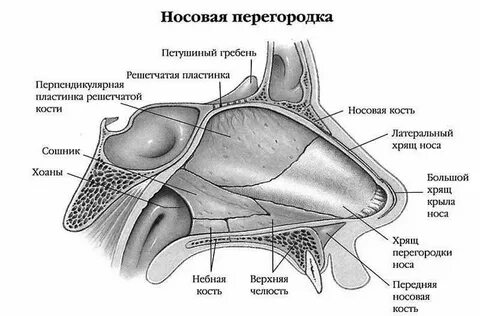Нос какая ткань