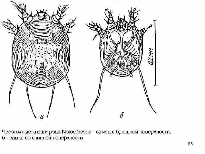 Sarcoptes scabiei морфология. Чесоточный зудень систематика. Чесоточный клещ sarcoptes scabiei. Чесоточный зудень систематика. Чесоточный зудень систематика.