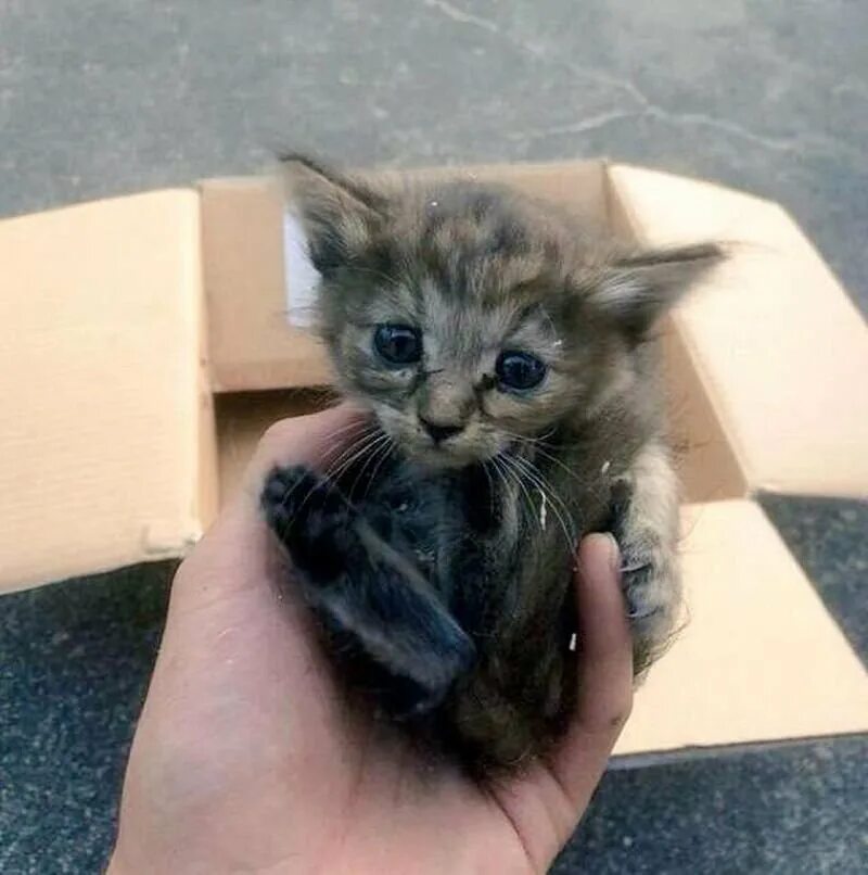 Кошки которые всегда маленькие. Жалкий котенок. Маленькие бездомные котята. Кошки маленькие. Маленький бедный котенок.