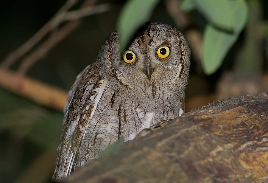 Otus basic