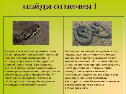 Общее гадюка