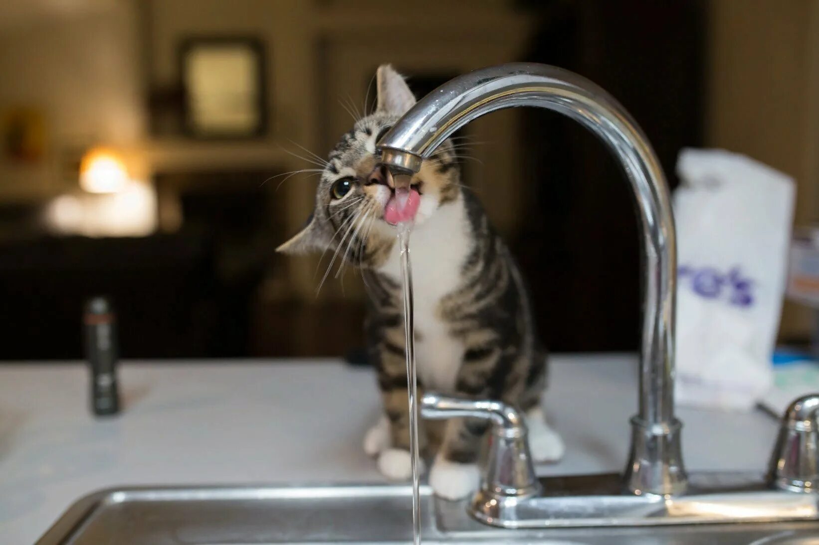 Сколько коты пьют в день. Кот пьет. Котик пьет воду. Кошка пьет воду из крана. Кот и кран с водой.